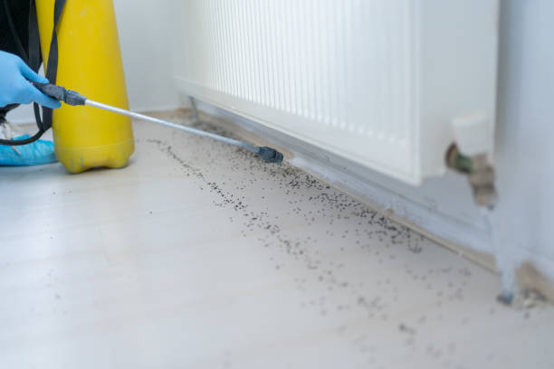 Best Wasp Removal Services  in Reedurban, OH